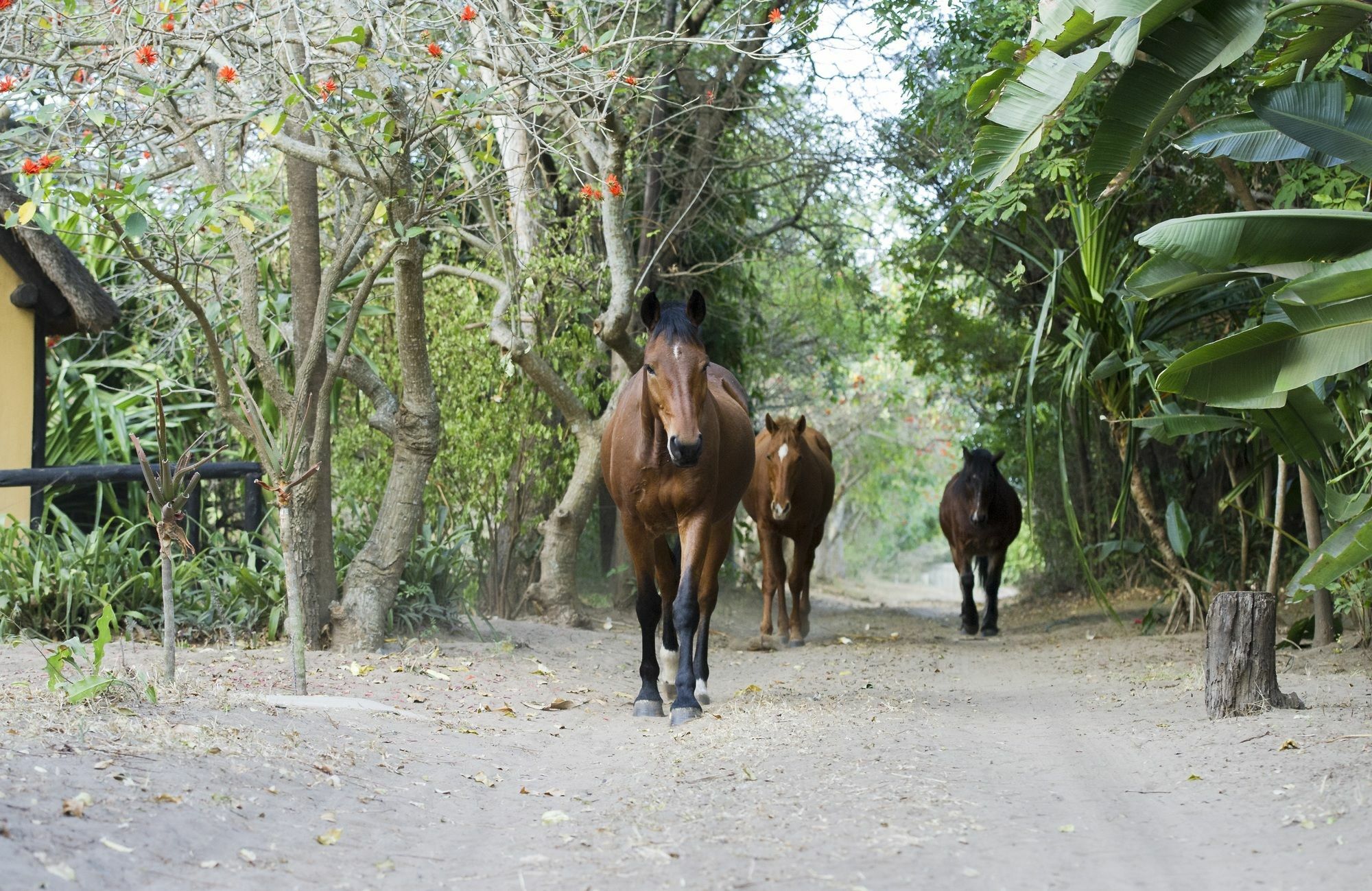 We Bushcamp & Horse Safaris Villa Hluhluwe Exteriör bild